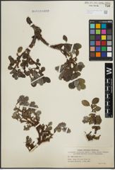 Foto von Salix arctica Pall.